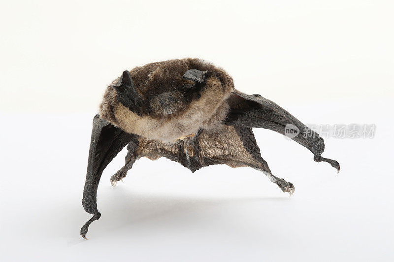 普通蝙蝠(Pipistrellus Pipistrellus)是一种小型蝙蝠。
